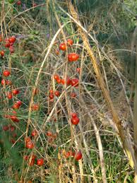 Attēlu rezultāti vaicājumam “Asparagus officinalis fruit”