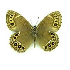 Attēlu rezultāti vaicājumam “Lopinga achine”