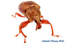 Attēlu rezultāti vaicājumam “Attelabidae”