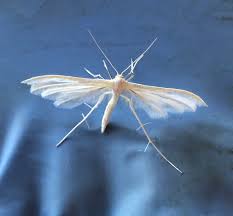 Attēlu rezultāti vaicājumam “Pterophorus pentadactyla”