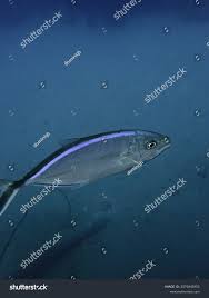 Image result for Caranx ruber