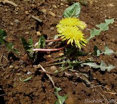Attēlu rezultāti vaicājumam “Taraxacum officinale aggr.”