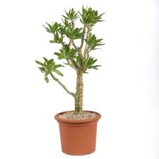 Attēlu rezultāti vaicājumam “Crassulaceae”