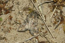 Attēlu rezultāti vaicājumam “Mamestra brassicae exuvia”