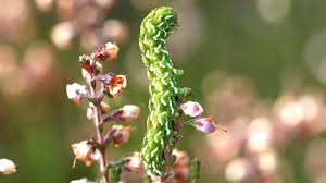 Attēlu rezultāti vaicājumam “Anarta myrtilli larva”