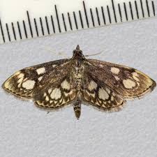 Attēlu rezultāti vaicājumam “Anania coronata”