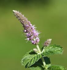 Attēlu rezultāti vaicājumam “Mentha longifolia flower”