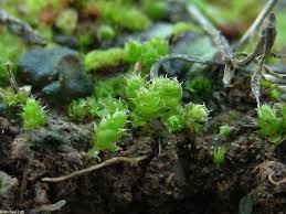 Attēlu rezultāti vaicājumam “Funariales”