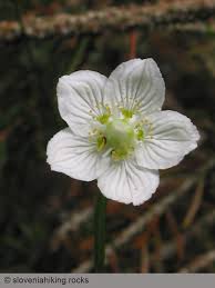Attēlu rezultāti vaicājumam “Parnassiaceae”