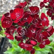 Image result for Dianthus barbatus