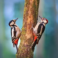 Image result for Sphyrapicus varius