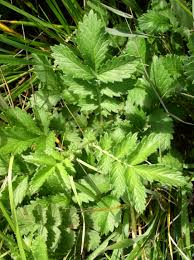 Attēlu rezultāti vaicājumam “Agrimonia eupatoria leaf”