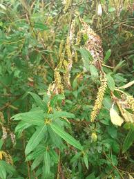 Attēlu rezultāti vaicājumam “Salix triandra fruit”