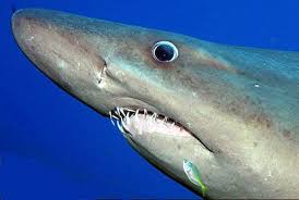 Image result for Odontaspis ferox