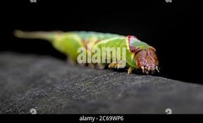 Attēlu rezultāti vaicājumam “Cerura vinula larva”