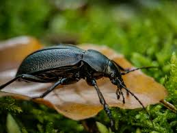Attēlu rezultāti vaicājumam “Carabus coriaceus”