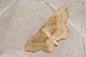 Attēlu rezultāti vaicājumam “Idaea emarginata”