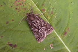 Attēlu rezultāti vaicājumam “Thalpophila matura”