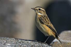 Attēlu rezultāti vaicājumam “Saxicola rubetra juvenile”