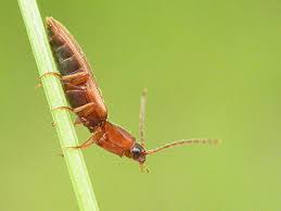 Attēlu rezultāti vaicājumam “Cidnopus aeruginosus”