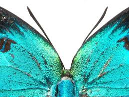 Attēlu rezultāti vaicājumam “Arcyria imperialis”