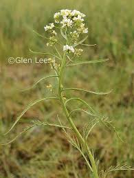 Attēlu rezultāti vaicājumam “Armoracia rusticana leaf”