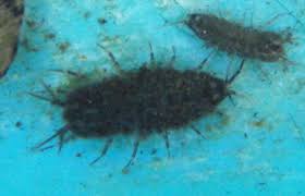 Attēlu rezultāti vaicājumam “Asellus aquaticus”