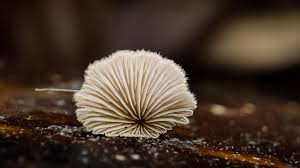 Attēlu rezultāti vaicājumam “Brefeldia maxima macro”