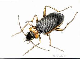 Attēlu rezultāti vaicājumam “Nebria livida”