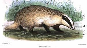 Attēlu rezultāti vaicājumam “Meles meles”