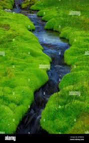 Attēlu rezultāti vaicājumam “Pohlia wahlenbergii”