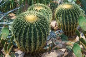 Image result for Cactaceae