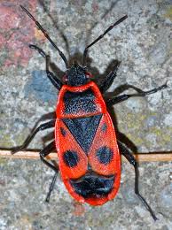Attēlu rezultāti vaicājumam “Pyrrhocoris apterus”