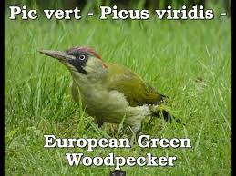 Attēlu rezultāti vaicājumam “Picus viridis”