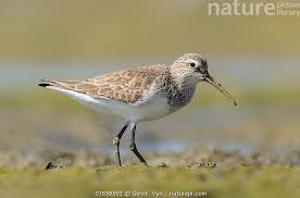 Attēlu rezultāti vaicājumam “Calidris ferruginea”