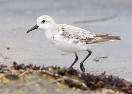 Attēlu rezultāti vaicājumam “Calidris alba adult”