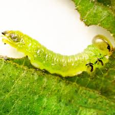 Attēlu rezultāti vaicājumam “Argidae larva”