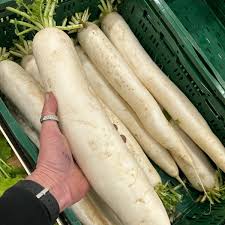 Image result for Rettich