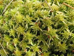 Attēlu rezultāti vaicājumam “Sphagnum angustifolium”