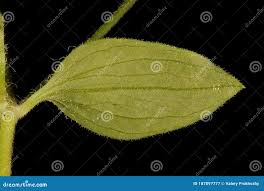 Attēlu rezultāti vaicājumam “Moehringia trinervia leaf”