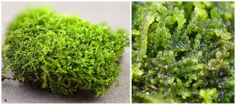 Attēlu rezultāti vaicājumam “Lepidozia reptans”