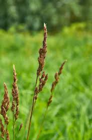 Attēlu rezultāti vaicājumam “Carex appropinquata”