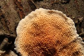 Attēlu rezultāti vaicājumam “Steccherinum ochraceum”