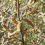 Attēlu rezultāti vaicājumam “Betula humilis fruit”