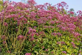 Image result for Eupatorium cannabinum