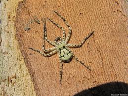 Attēlu rezultāti vaicājumam “Philodromus margaritatus”