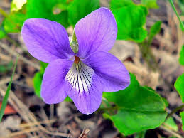 Attēlu rezultāti vaicājumam “Viola odorata flower”