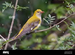 Attēlu rezultāti vaicājumam “Oriolus oriolus female”