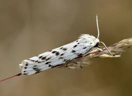 Attēlu rezultāti vaicājumam “Coscinia cribraria”