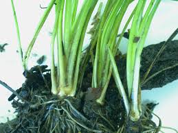 Attēlu rezultāti vaicājumam “Isoetes lacustris leaf”